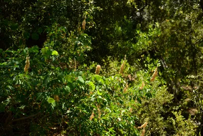 DSC_2248 (Large).JPG